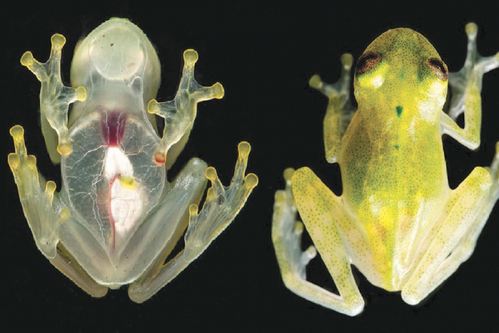 La rana de cristal de Yaku, una especie de Ecuador