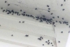 Denuncian plaga de moscas por acumulación de excremento en Huixquilucan