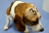 ¡Terrible! polémico experimento en España busca sacrificar a 32 cachorros beagle