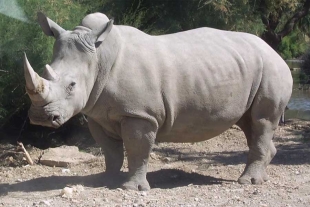 Más de 2 mil rinocerontes blancos protegidos serán liberados en los próximos diez años