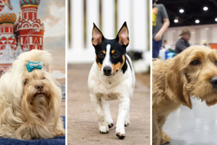 American Kennel Club suma tres razas a su registro en 2026: Basset fauve de Bretagne, Teddy Roosevelt terrier y Tsvetnaya bolonka ruso, que ahora podrán competir oficialmente y ganar más visibilidad