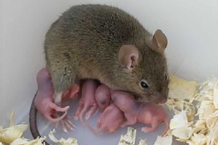 ¡Increíble! científicos logran que ratona tenga crías sin sexo ni esperma