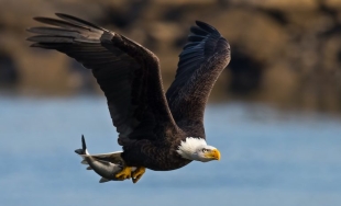La mitad de las águilas calvas en Estados Unidos están envenenadas con plomo: Estudio