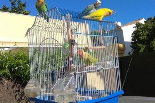 “Escuadrón de liberación”, loros que se dedican a liberar de jaulas a otras aves