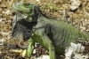 Roban más de 40 iguanas de foro ecológico en Juchitán, Oaxaca