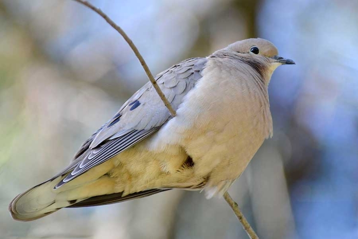 ¡Terrible! por contaminación, las aves podrían desarrollar anorexia