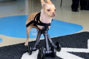 Diseñan “patitas” para ‘Guzzy’, perrita chihuahua que nació sin extremidades