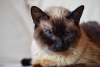 Siamés; el gato que tiene pelaje de acuerdo a su temperatura corporal