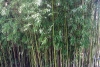 Otate, el bambú mexicano