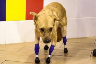 ¡Aplausos! Perrita recibe cuatro prótesis gracias a una recaudación en internet