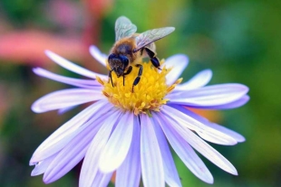 Las abejas procesaron la percepción visual mucho antes de que aparecieran las primeras flores
