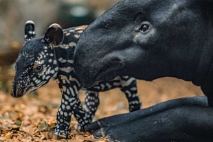 Una nueva esperanza: nace en Inglaterra una cría de tapir malayo, especie amenazada