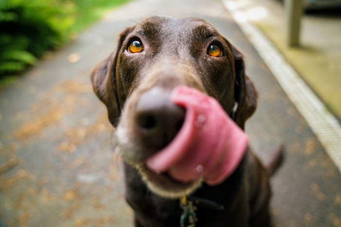 ¡Cuidado! Protege a tu mascota de la ceniza volcánica con estos consejos