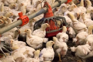 China detecta el primer caso de gripe aviar H3N8