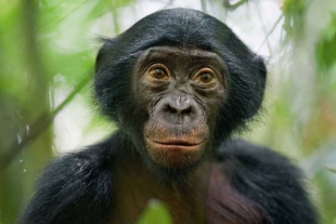 El equipo examinó el comportamiento de 12 bonobos y 14 chimpancés
