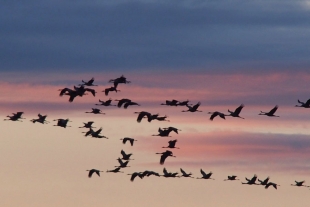 Diez mil kilómetros sin escalas, el secreto de las aves migratorias
