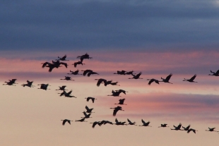 Diez mil kilómetros sin escalas, el secreto de las aves migratorias