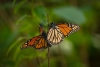¡No puede ser! La mariposa monarca ingresa a la lista roja de especies amenazadas