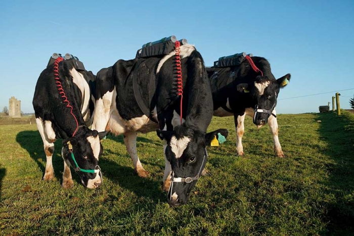 ¡No es broma! Las vacas producen el 60% de gases de efecto invernadero a nivel mundial