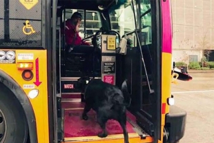 Conoce a la perrita que toma el bus para ir al parque