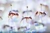 ¡¿Cómo?! Declive de hormigas en Fiyi muestra signos de un “apocalipsis” de insectos