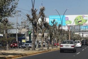 Talas ilegales afectan arbolado del municipio de Toluca