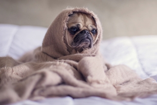 Perros podrían portar nuevo virus de influenza