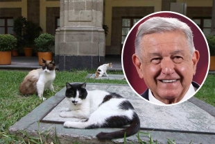 PETA reconoce a AMLO por cuidar a los “michis” de Palacio Nacional