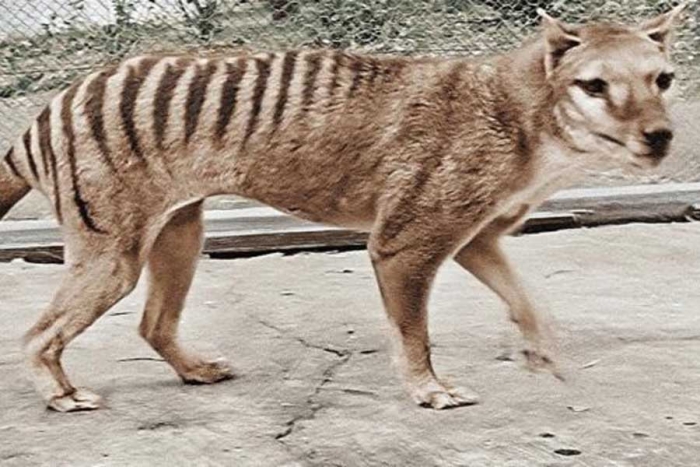 ¡Lo quieren de vuelta! científicos quieren regresar de la extinción al tigre de Tasmania