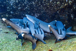 La presente investigación indicó que este tipo de espacios ofrecen un vistazo de cómo luce un océano saludable