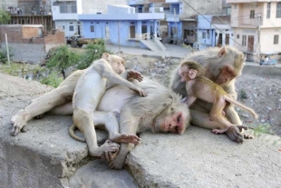 En Japón, sacrifican a mono integrante de una “banda” responsable de atacar personas