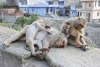 En Japón, sacrifican a mono integrante de una “banda” responsable de atacar personas