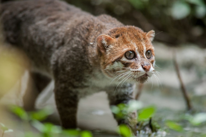 El gato de cabeza plana: el felino más escaso y raro de todo Asia