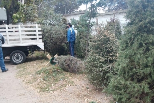 Continúa campaña de recolección de árboles naturales de Navidad