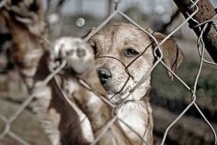 GPPAN proponen que GEM y municipios establezcan convenios para adopción de animales de compañía