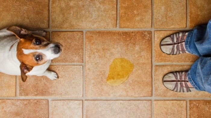 ¿Limpias la orina de tu mascota con cloro? Expertos recomiendan no hacerlo