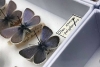 ¿Funcionará? Experimento sustituirá mariposa extinta con su pariente más cercana