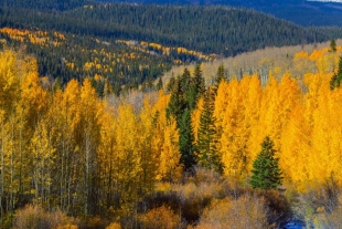 ¡Atención! “Pando”, el organismo vivo más grande del mundo, podría desaparecer