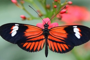 Alas, las armas secretas de las mariposas tropicales para resistir el cambio climático