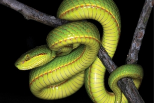 Esta serpiente lleva el nombre del fundador de “Hogwarts”