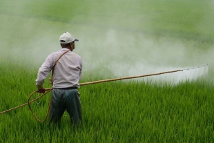 Legisladores piden detener uso de agroquímicos en zona florícola del Edomex