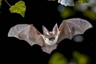 En Nueva Zelanda, eligen al murciélago como el “Ave del Año 2021”