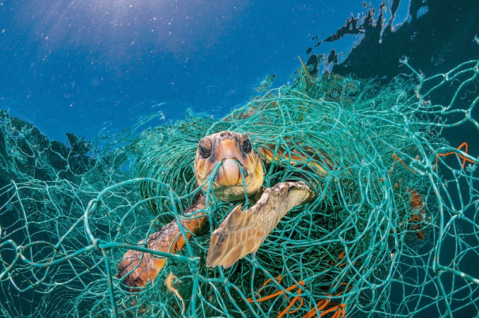 Contaminación de plásticos está afectando al 88% de las especies marinas: WWF