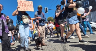 “Viejito” y “Caballita”: caso de crueldad animal conmociona a Chile