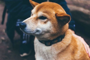 Crean licenciatura para entrenar perros, ¿quieres estudiar?