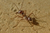 Descubren a la hormiga más rápida en Sahara