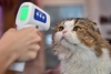 Confirmado: los gatos domésticos tendrán su propia vacuna contra COVID-19