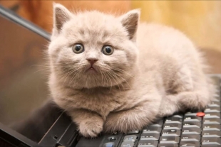 ¿Por qué a los gatos les gustan las computadoras? 