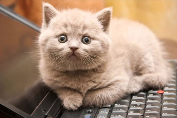 ¿Por qué a los gatos les gustan las computadoras? 