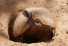 Bolivia declara al armadillo andino como patrimonio natural del país